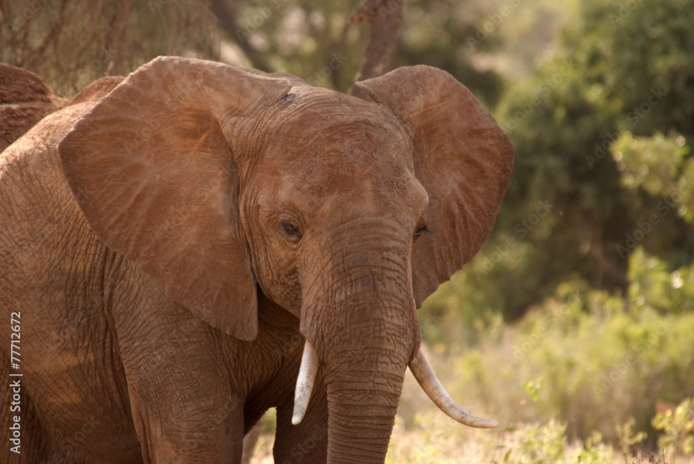 Elephants at Tsavo National Park