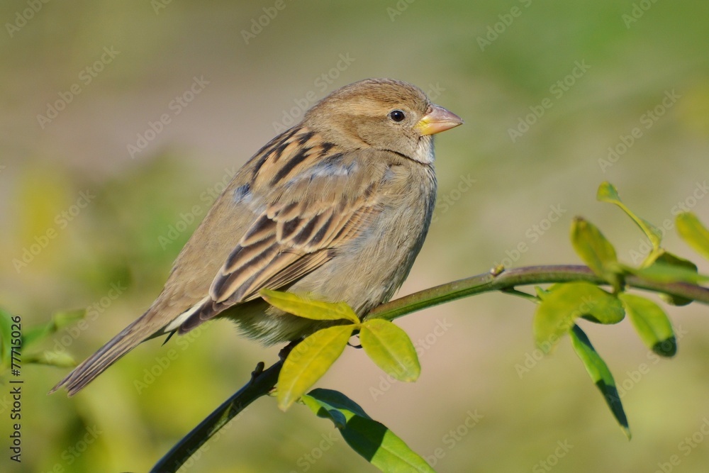 Sparrow Sparrow