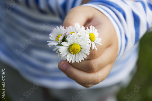 Fototapeta Naklejka Na Ścianę i Meble -  Daisy bouqet in child hand