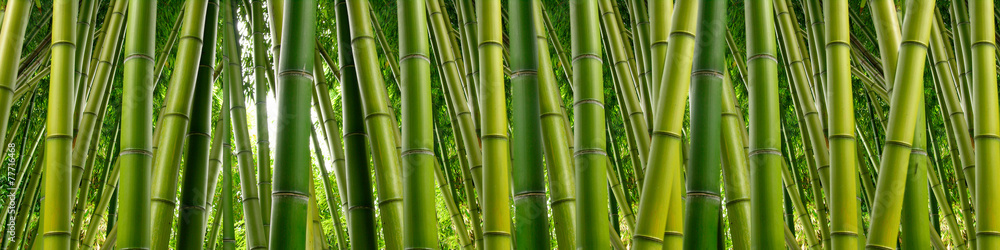 Naklejka premium Gęsta dżungla bambusowa