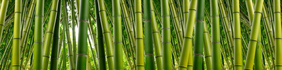 Keuken achterwand Bamboe Dichte bamboejungle vol groen  © justasc