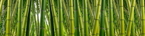 Obraz  z motywem Dense Bamboo Jungle