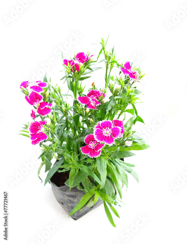 plants with flowers isolated on white background