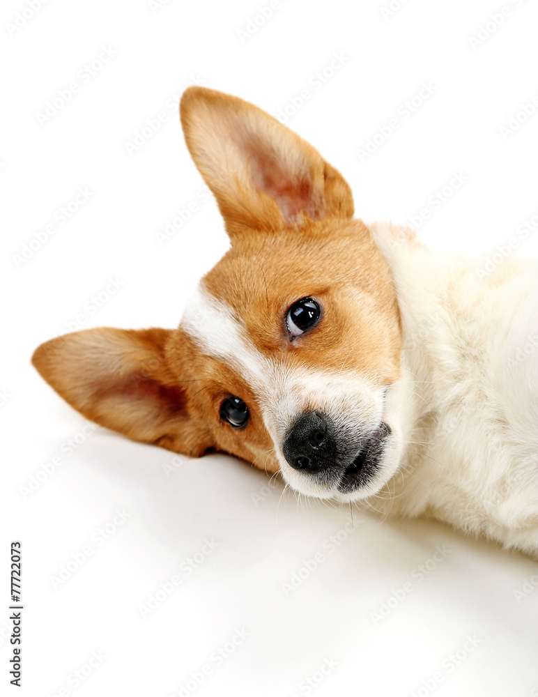 Cute dog isolated on white background Cute dog isolated on white background