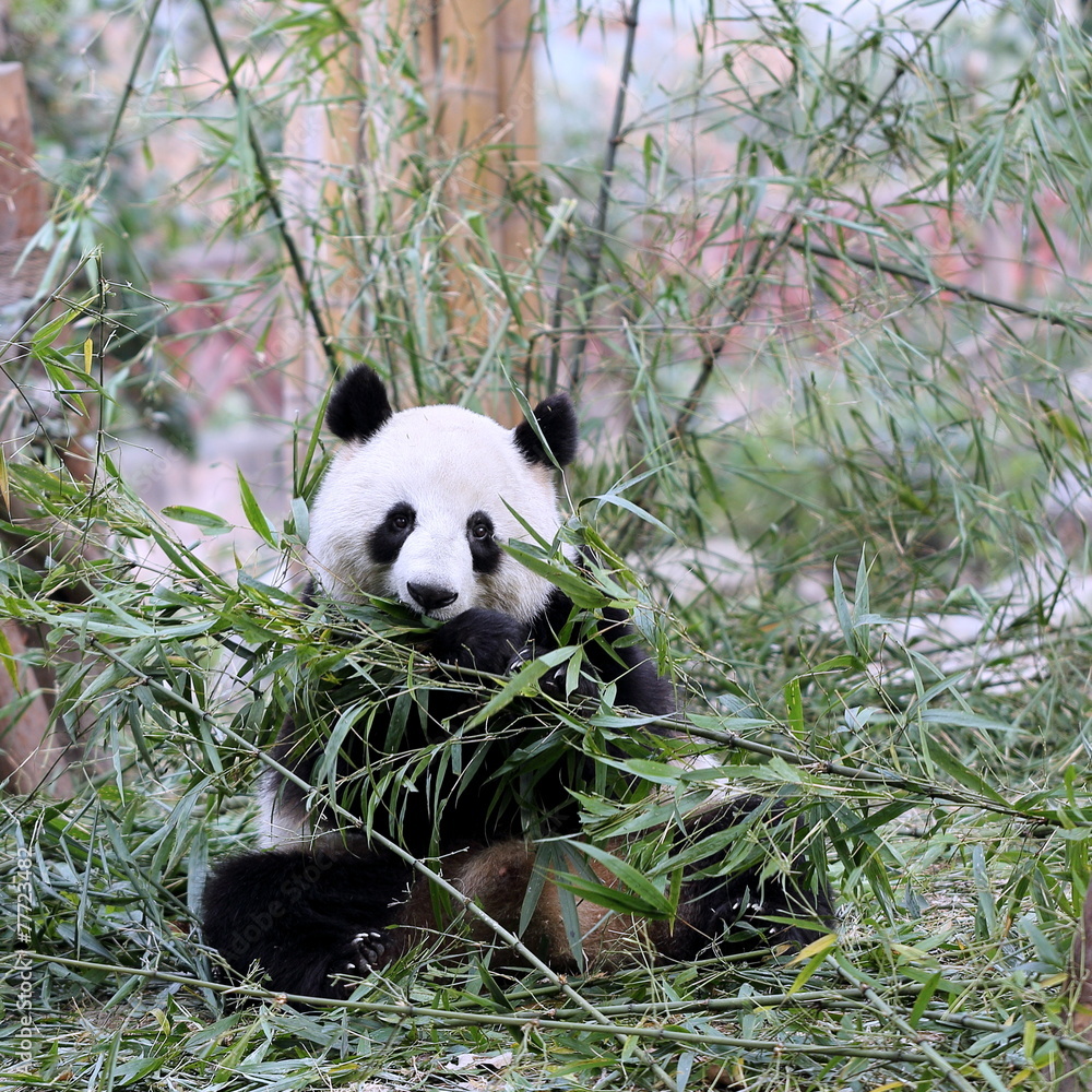 Obraz premium Panda Feeding on Bamboo