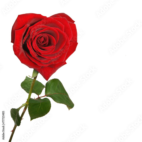 Fototapeta Naklejka Na Ścianę i Meble -  Rose in Form eines Herzens