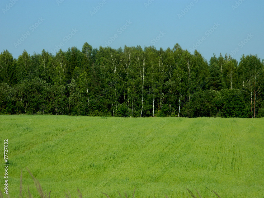 Obraz premium Зеленое поле