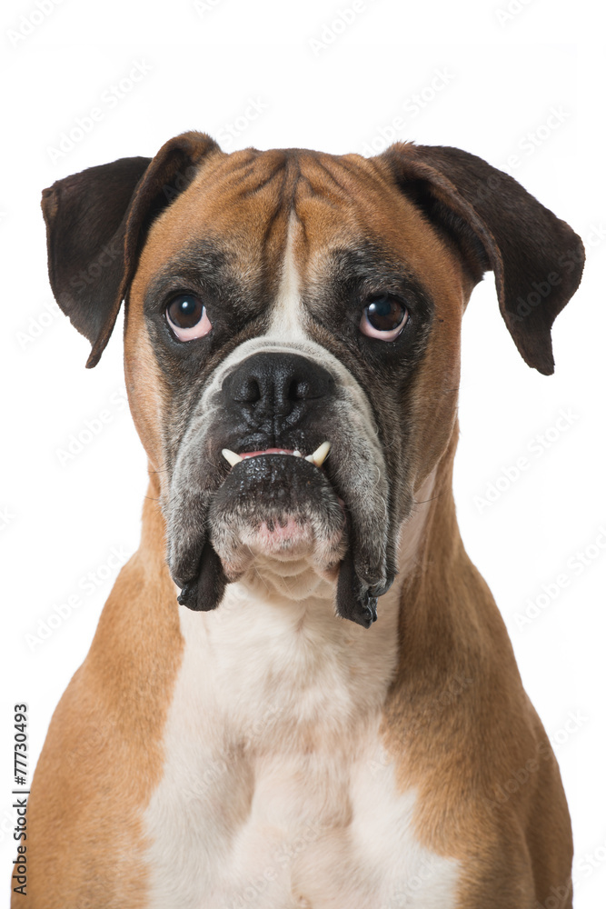 Fototapeta premium Boxer