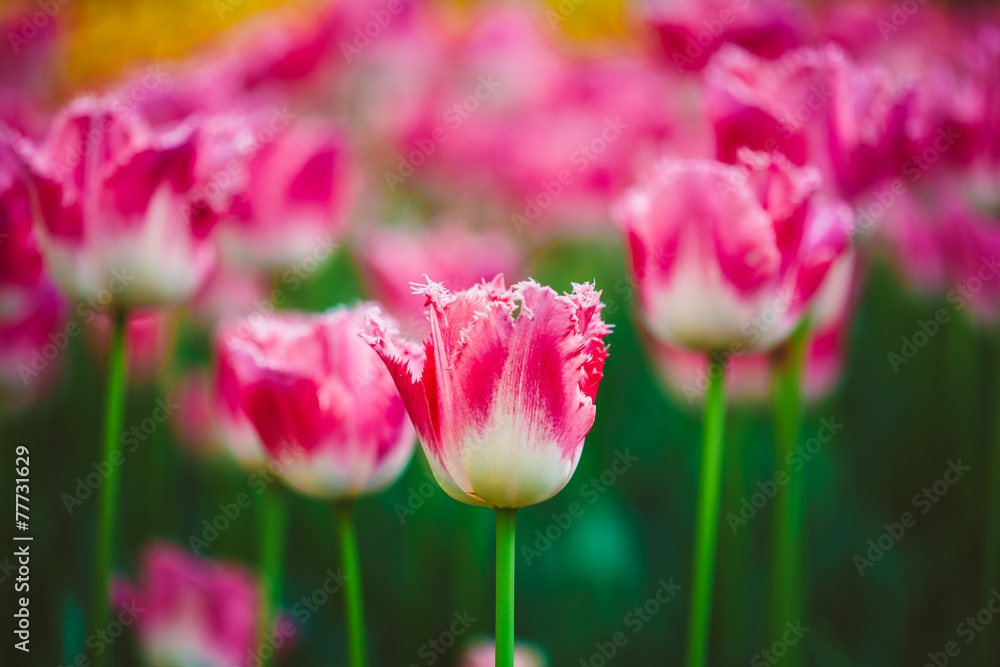 White And Pink Flowers Tulips In Spring Garden White And Pink Flowers Tulips In Spring Garden
