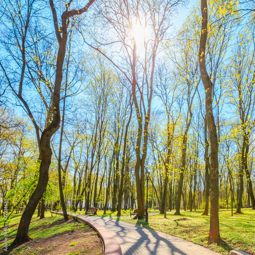 Fototapeta premium Spring Season In Park. Green Young Grass, Trees On Blue Sky Back