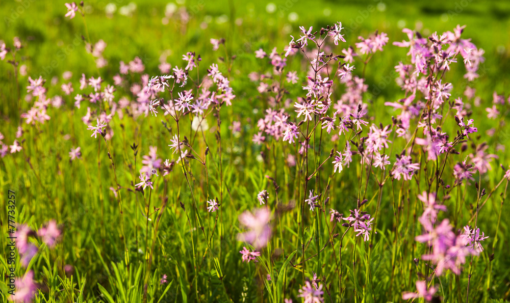 Obraz premium Ragged Robin (Lychnis flos-cuculi) flowers