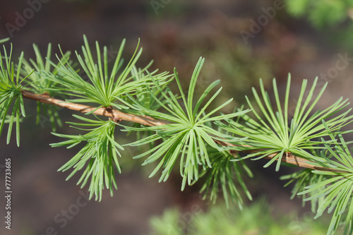 Young green leaves of larch blossom on tree branch