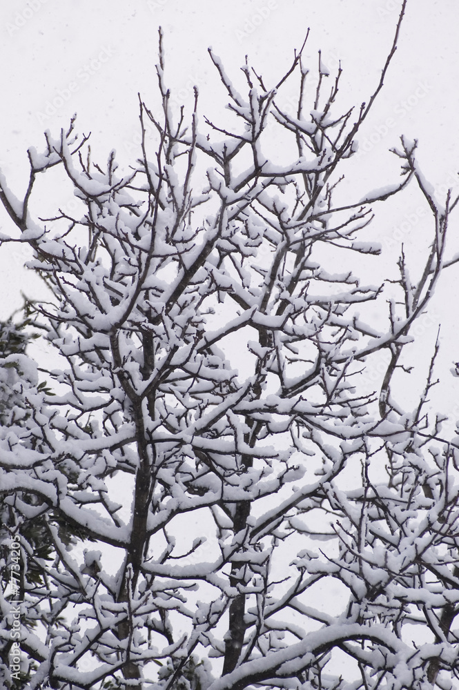 neve sui rami neve sui rami