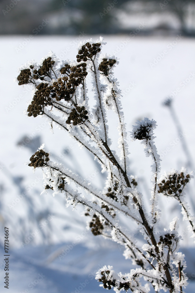 Wildblume mit Eis im Winter