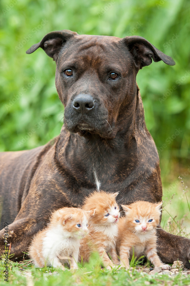 American staffordshire terrier dog protecting little kittens