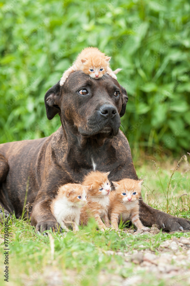 American staffordshire terrier dog with little kittens