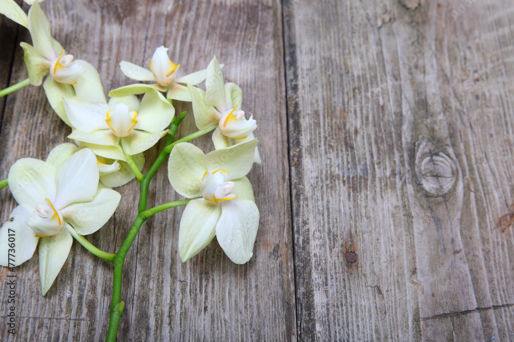 Fototapeta premium Orchid on a wooden background