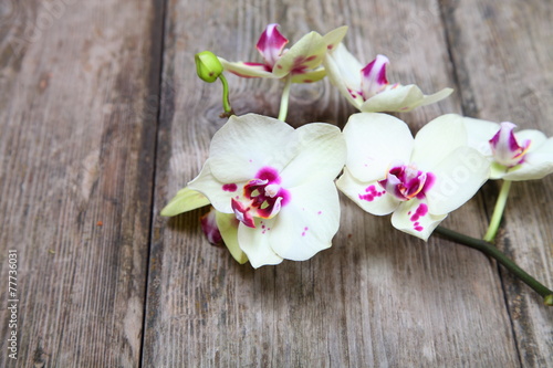 Orchid on a wooden background