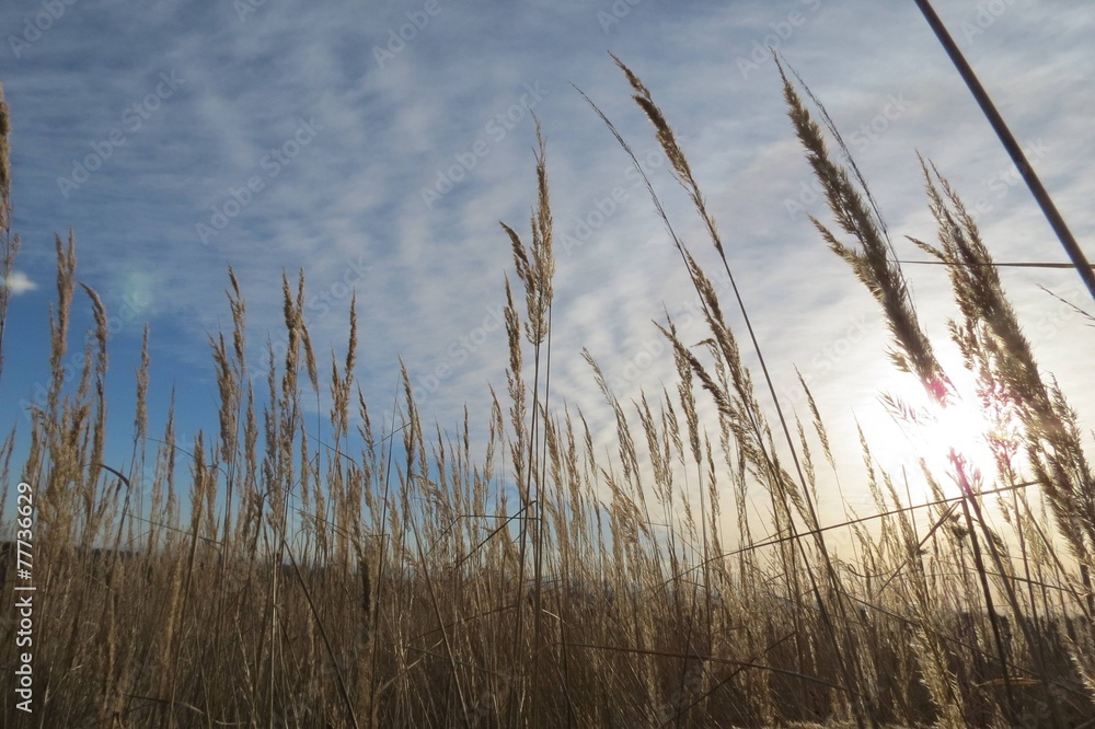 Obraz premium Herbststimmung mit Gräsern im Sonnenlicht