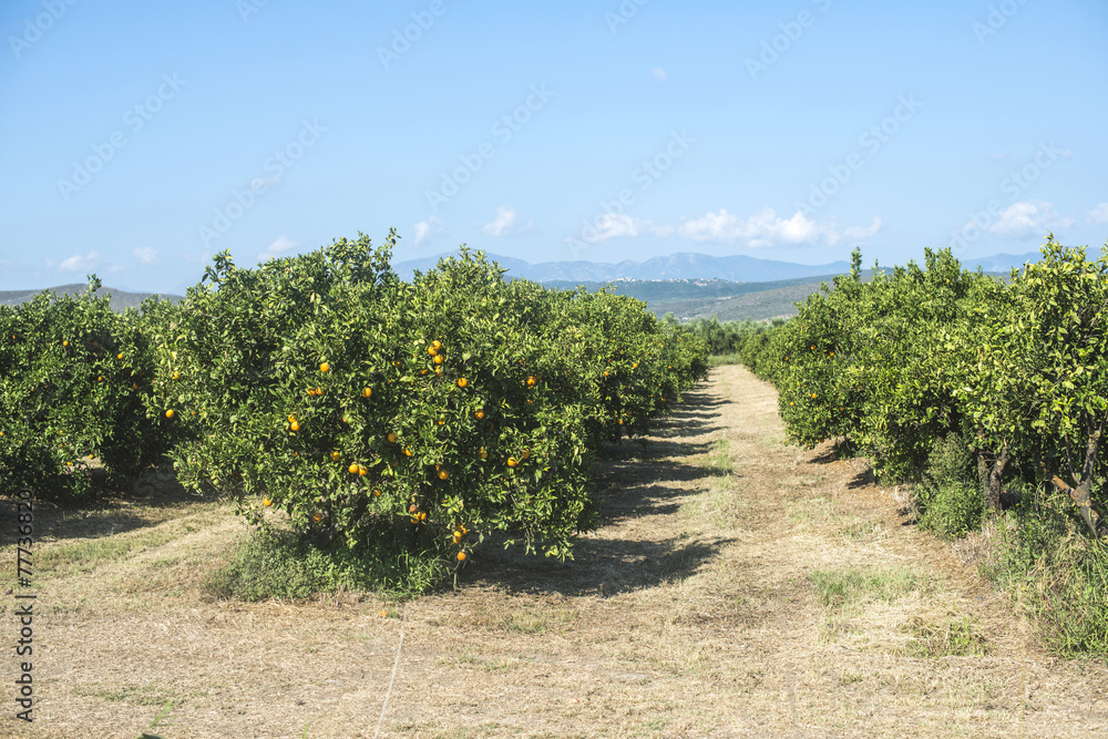 Naklejka premium Orange trees in plantation