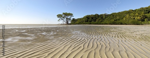 Mangroves, wet tropics, Queensland, Autralia