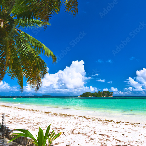 Fototapeta Naklejka Na Ścianę i Meble -  Beautiful beach with palm tree at Seychelles