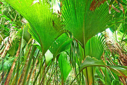 Tropical rainforest at Seychelles