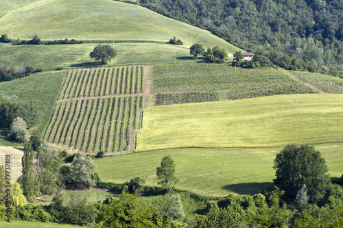 Campagna Emiliana photo