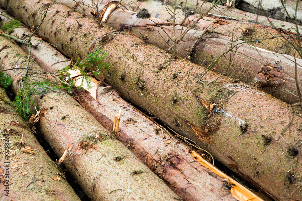Timber harvesting. Pile of cut fir logs Timber harvesting. Pile of cut fir logs