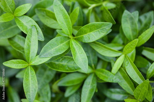 Wallpaper Mural Green leaves of the vinca Torontodigital.ca