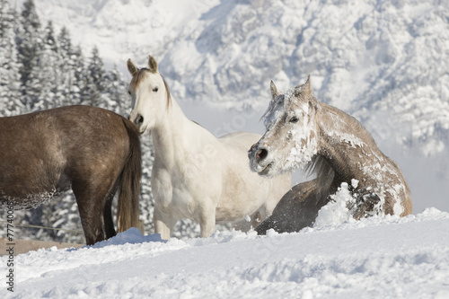 Araber im Schnee © skmjdigital