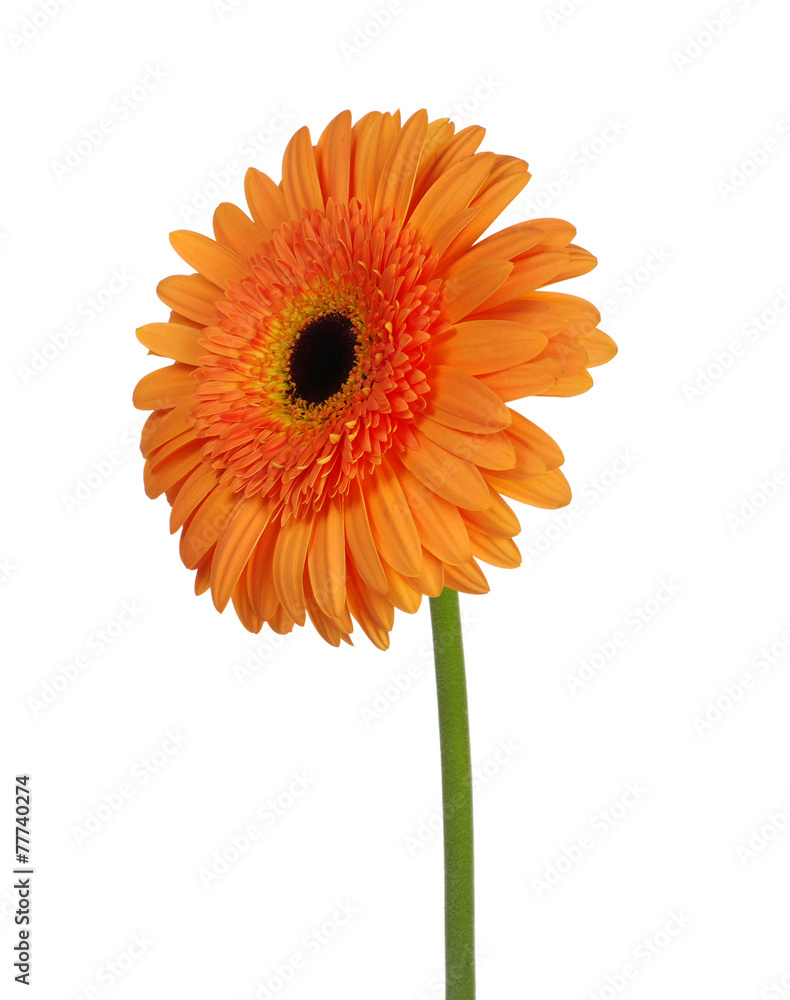 orange flower