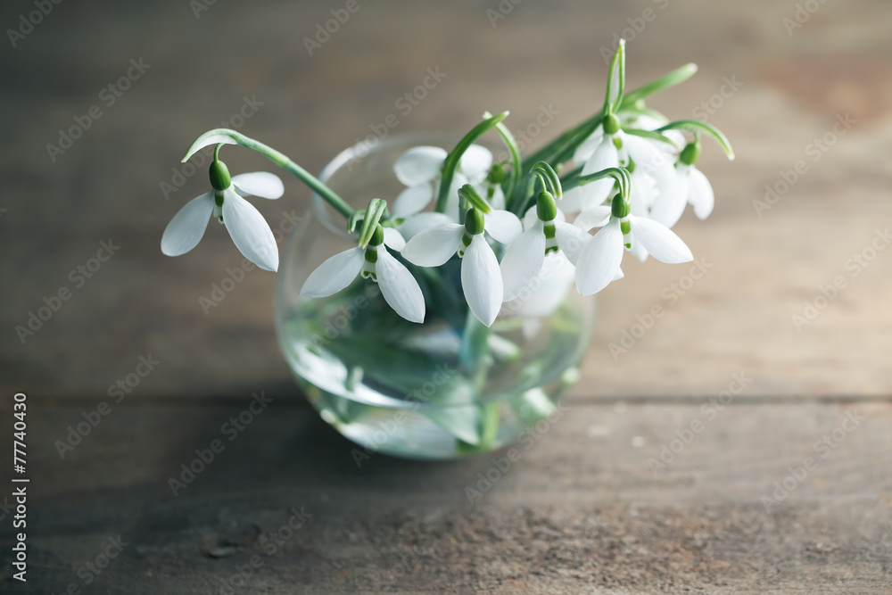Common Snowdrop (Galanthus nivalis) Common Snowdrop (Galanthus nivalis)