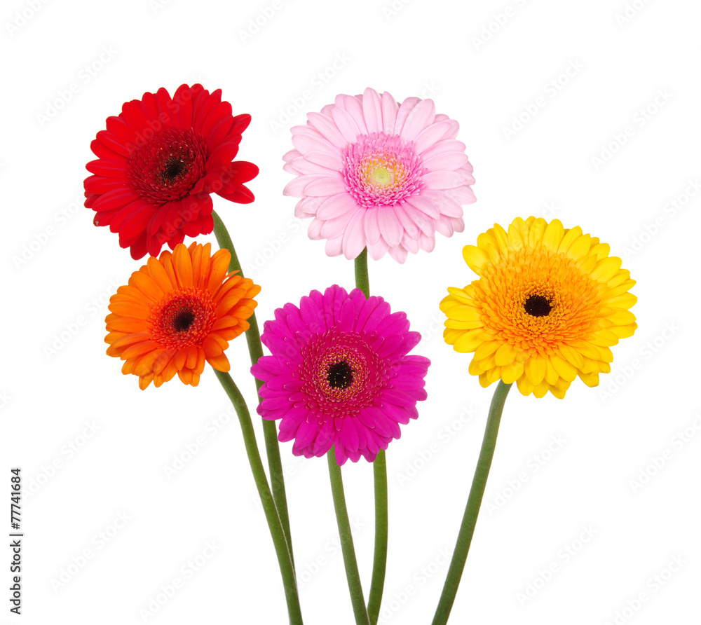 gerbera gerbera