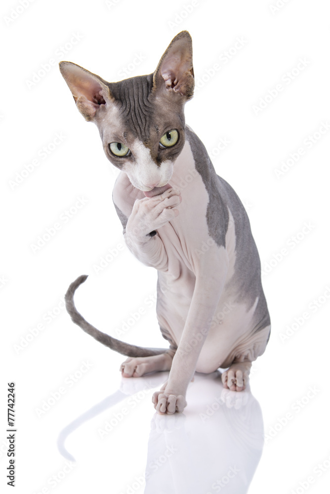Obraz premium Sphynx cat