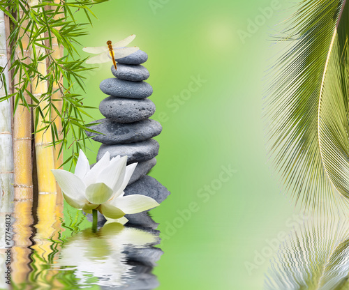 composition bambou palmier galets zen aquatique