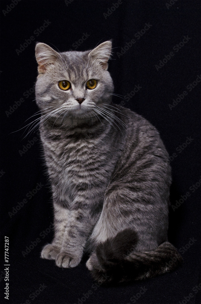 Obraz premium Cat in black