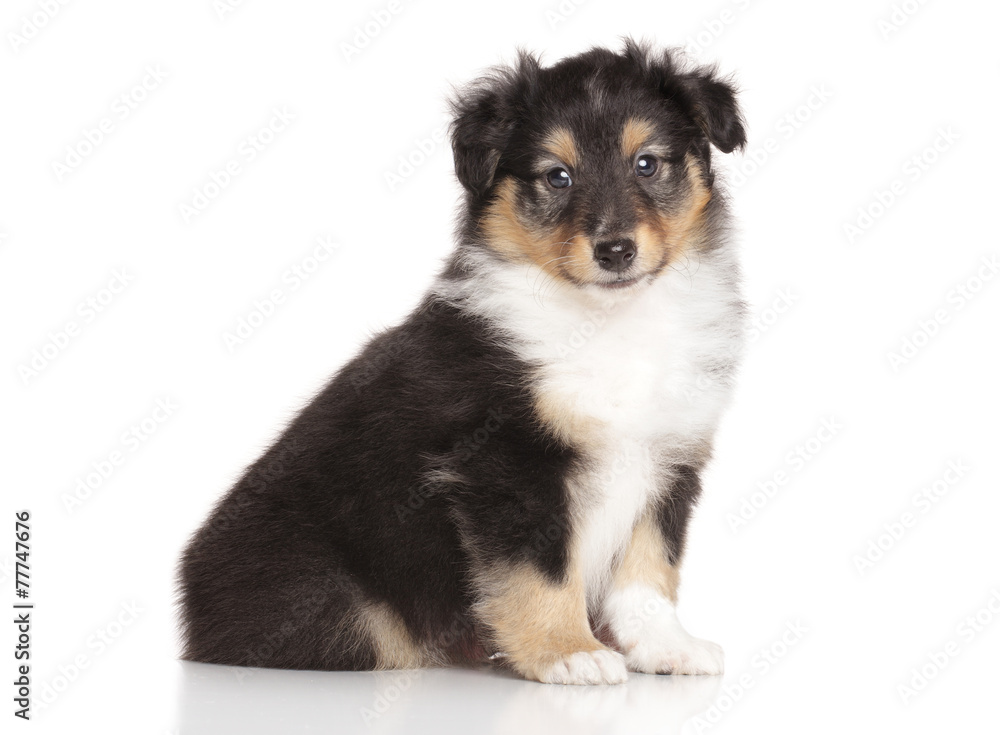 Sheltie puppy on white background
