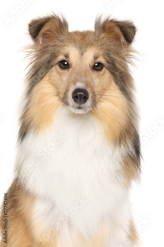 Portrait of Shetland Sheepdogs © jagodka