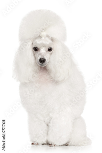 Fototapeta Naklejka Na Ścianę i Meble -  White Poodle portrait