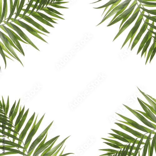 Beautiful palm leaves shaped as frame with space for your text