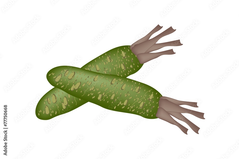 Wasabi Root, Also Known as Japanese Horseradish. Wasabi Root, Also Known as Japanese Horseradish.