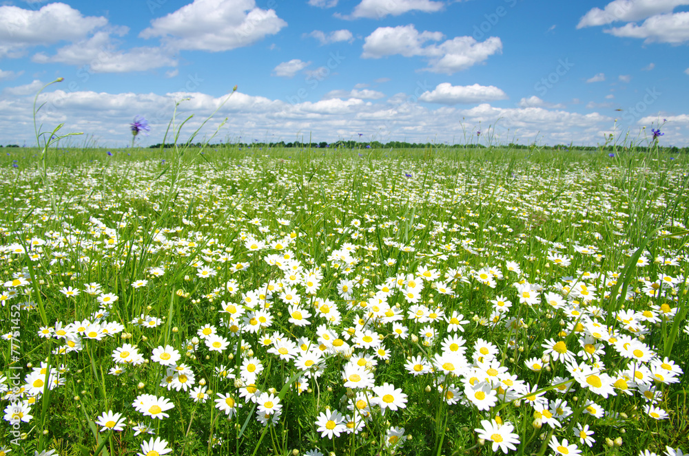 field of camomiles