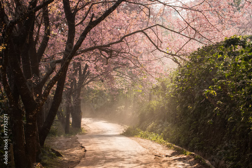 Cherry Blossom and sakura on road