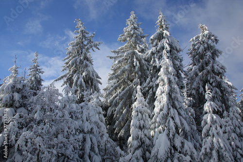 Wald im Winter © Carola G.