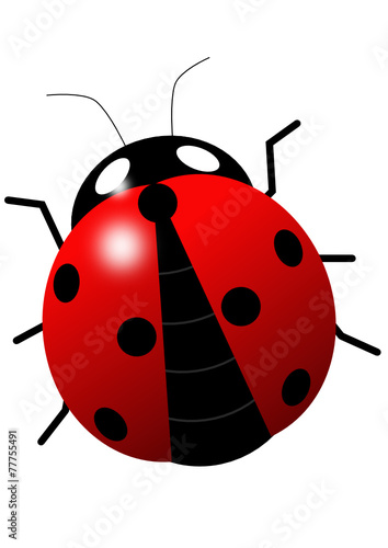 Ladybird