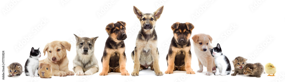 set pets set pets