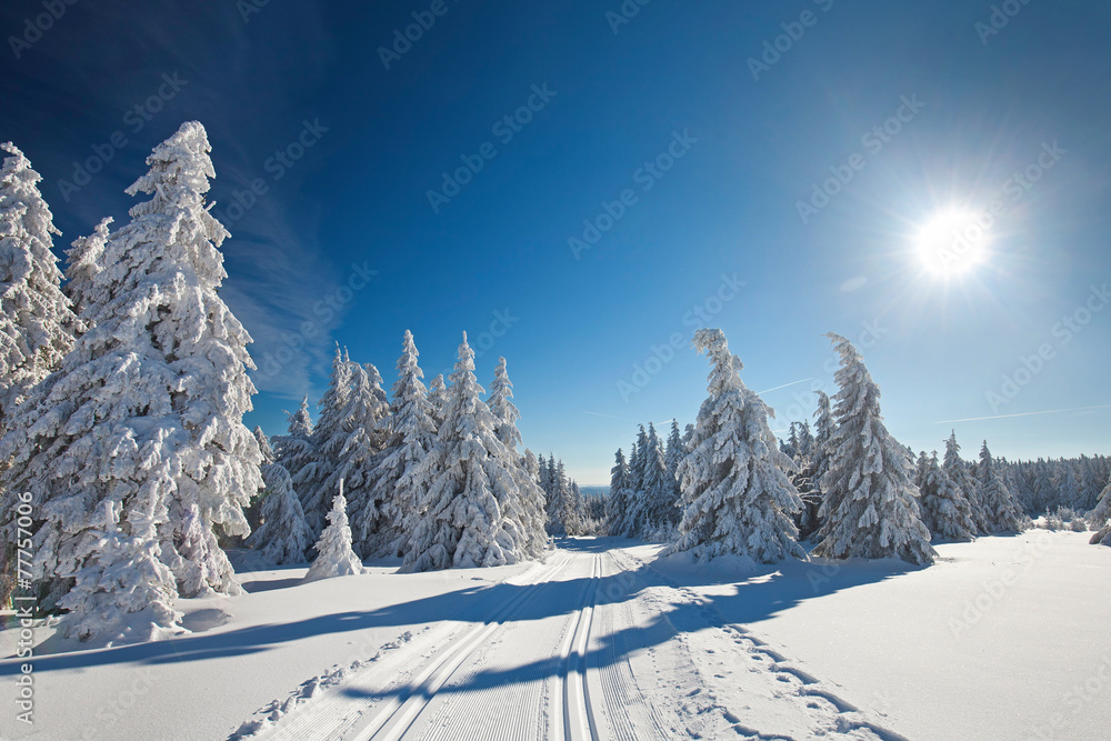 Fototapeta premium Loipen im Winterwald