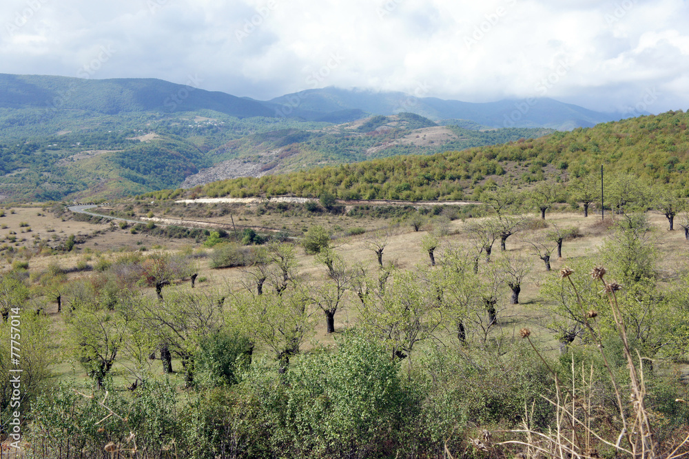 plantation of mulberry trees on the background of mountains plantation of mulberry trees on the background of mountains