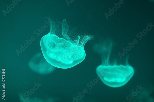 Jellyfishes in aquarium with turquoise light